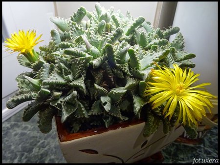 Faucaria tuberculosa.jpg