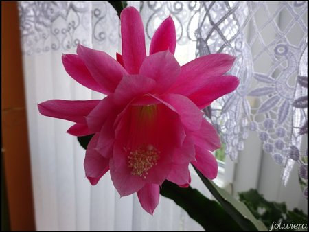 Epiphyllum.jpg