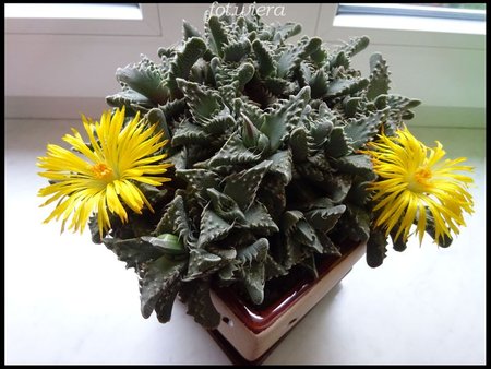 Faucaria tuberculosa.jpg