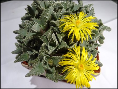 Faucaria.jpg