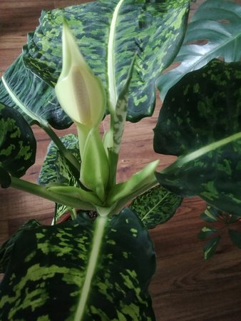 Dieffenbachia.jpg