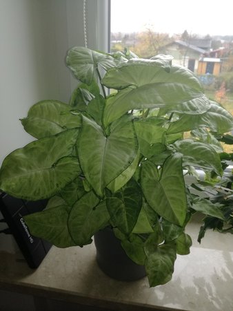 Syngonium white butterfly.jpg