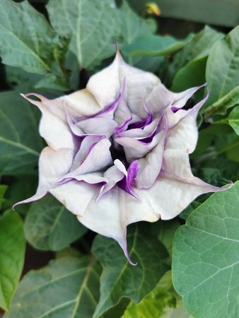 datura.jpg