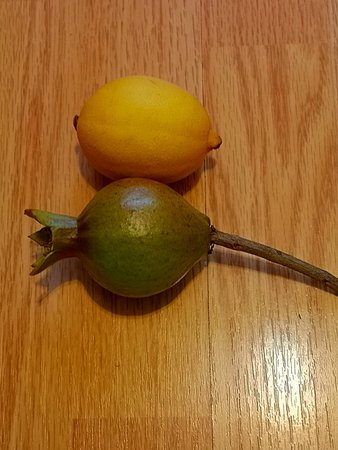 Owoce granatowca 003.jpg