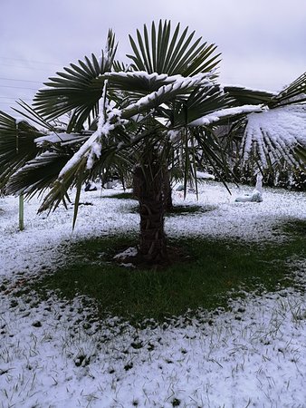 Palmy i śnieg + bananowiec 012.jpg