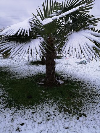 Palmy i śnieg + bananowiec 013.jpg