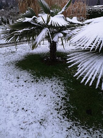 Palmy i śnieg + bananowiec 014.jpg