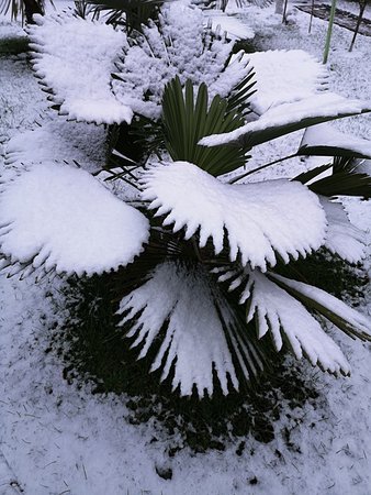 Palmy i śnieg + bananowiec 016.jpg