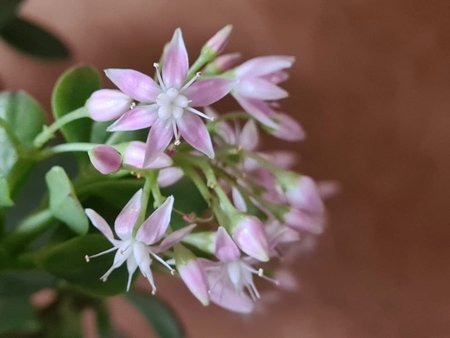 crassula-s.jpeg