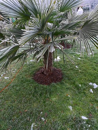 Zmrożone palmy 003.jpg