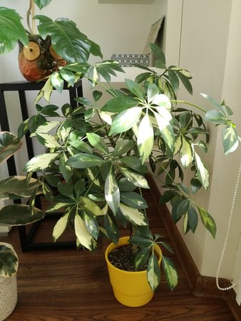 schefflera.jpg