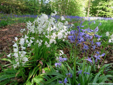 Harlow Carr.jpg