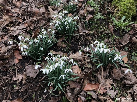 Snowdrops.jpg