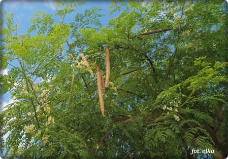 Moringa olejodajna.JPG