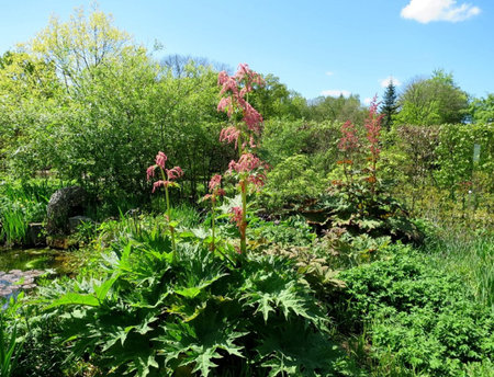 Chinese rhubarb.jpg