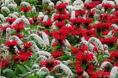 Gooseneck loosestrife, Monarda.JPG