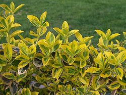 Euonymus fortunei.jpg