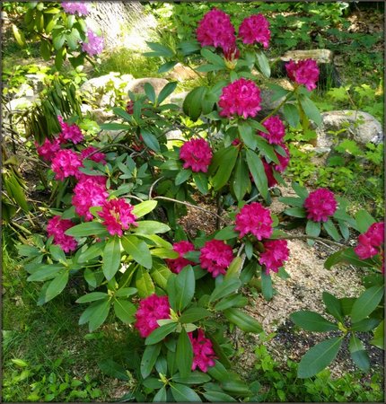 Rododendron.jpg