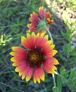 Gaillardia nadobna.jpg