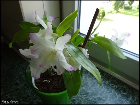 Dendrobium nobile.JPG