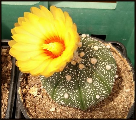 Astrophytum Asterias-04.jpg