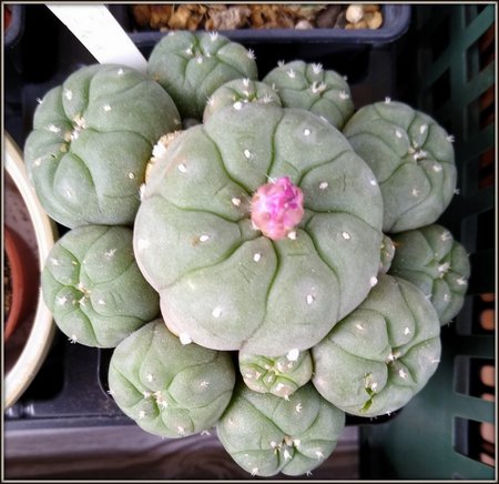 Lophophora.jpg