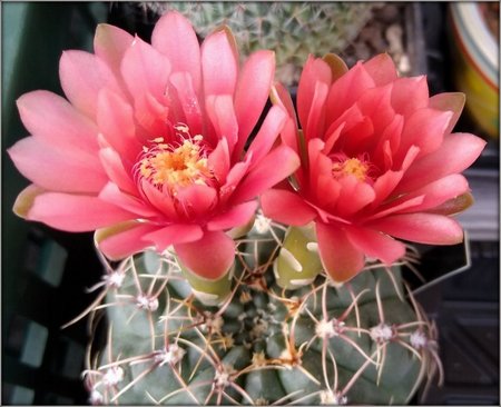 Gymnocalycium baldianum.jpg