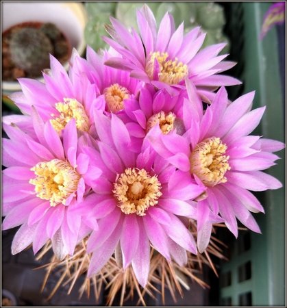 Gymnocalycium Neuhuberii..jpg