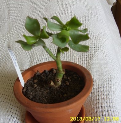 Crassula portulacea.JPG