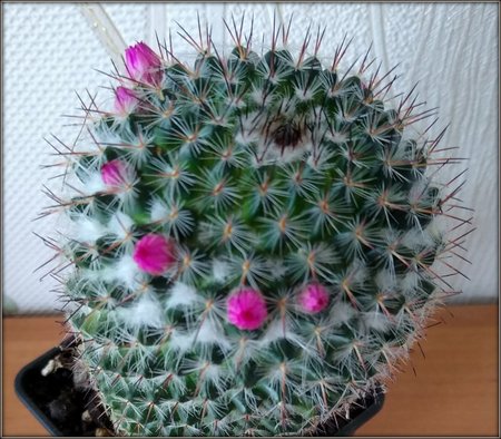 Mammillaria matudae-03.jpg