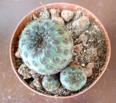 Sulcorebutia rauschii.jpg