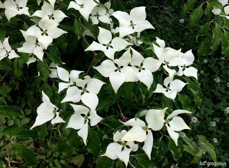 cornus-kousa-greensleeves.jpg