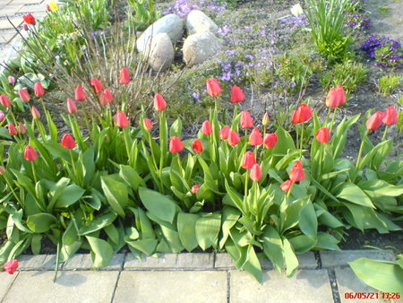 tulipany.JPG