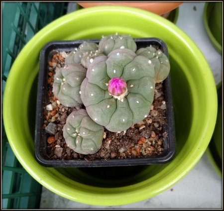 LOPHOPHORA JOURDNIANA.jpg