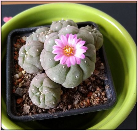 LOPHOPHORA JOURDNIANA..jpg