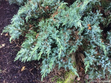 Juniperus squamata 'Blue Star'.JPG