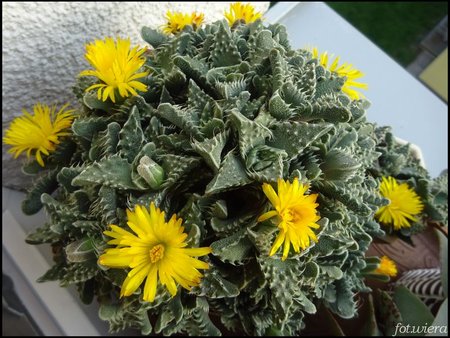 Faucaria.jpg