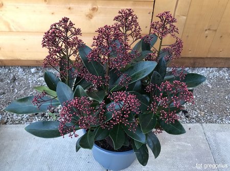 Skimmia Rubella.jpeg