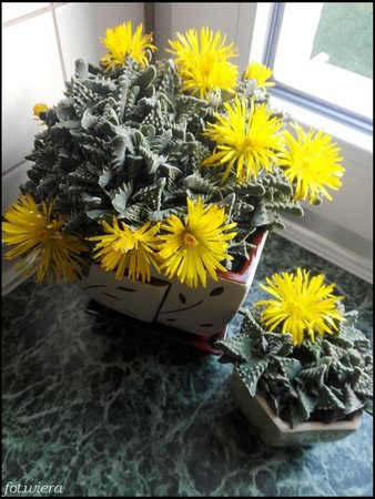 Faucaria tuberculosa.jpg