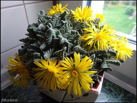 Faucaria.jpg