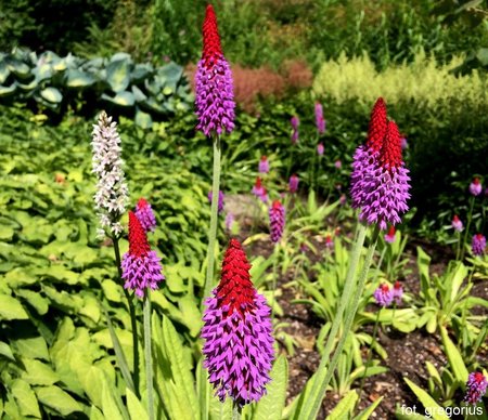 Primula vialii.jpg