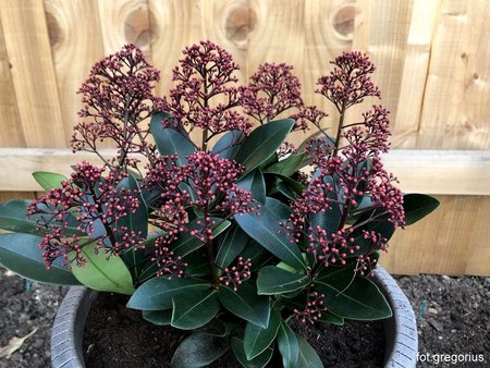 Skimmia 'Rubella'.jpeg