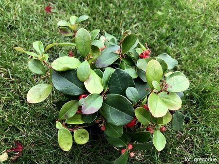 Gaultheria procumbens 'Big Berry'.jpeg