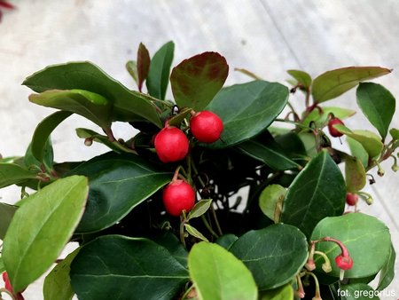 Gaultheria procumbens 'Big Berry' (2).jpeg