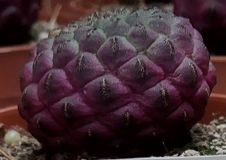 Sulcorebutia rauschii.jpg