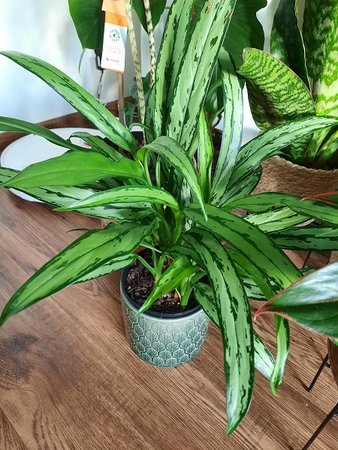 aglaonema.jpg