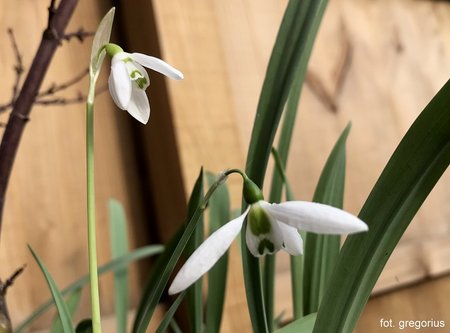 Snowdrops1.jpg