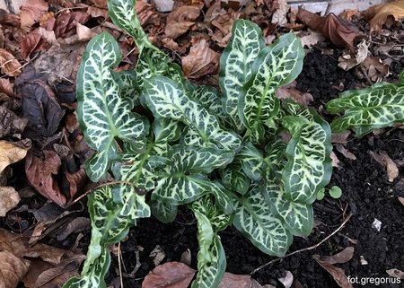 Arum (1).jpg