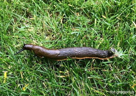 slug (1).jpg