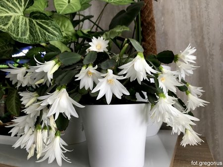 Easter cactus  (1).jpg